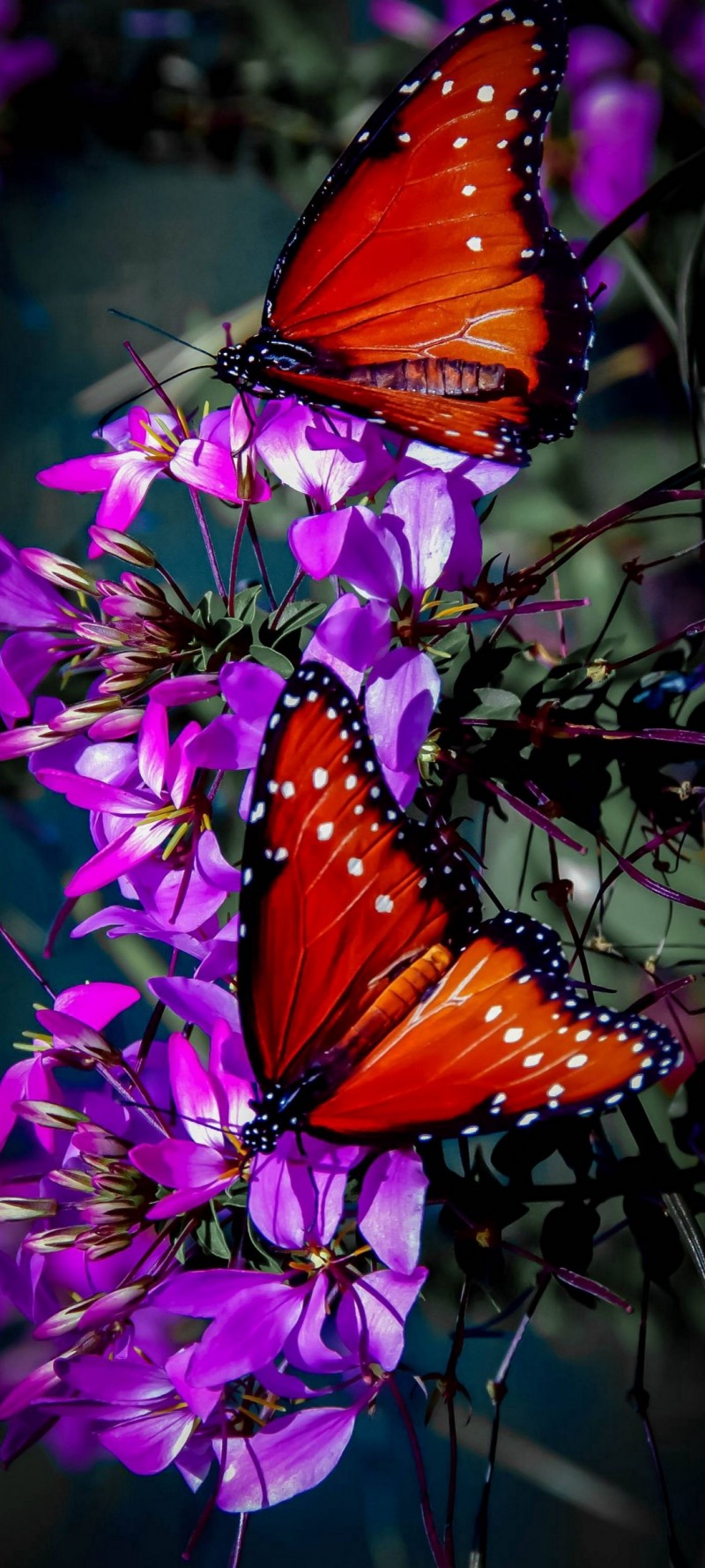 download Poze cu fluturi rosii.jpg